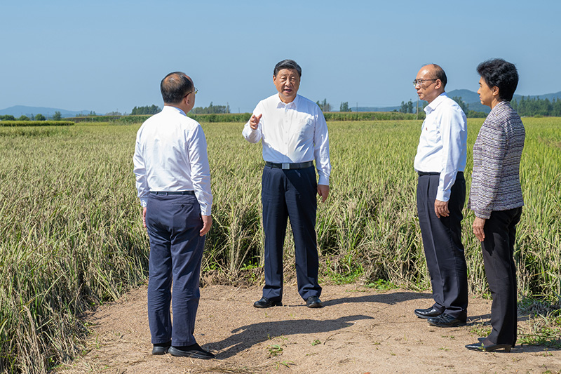 9月6日至8日，中共中央總書記、國家主席、中央軍委主席習近平在黑龍江考察。這是7日上午，習近平在遭受洪澇災害的哈爾濱尚志市老街基鄉龍王廟村，察看水稻受災情況。